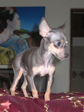 trufa