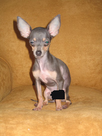 La pequena Trufa